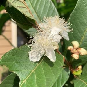 Meet your Posher, Alma